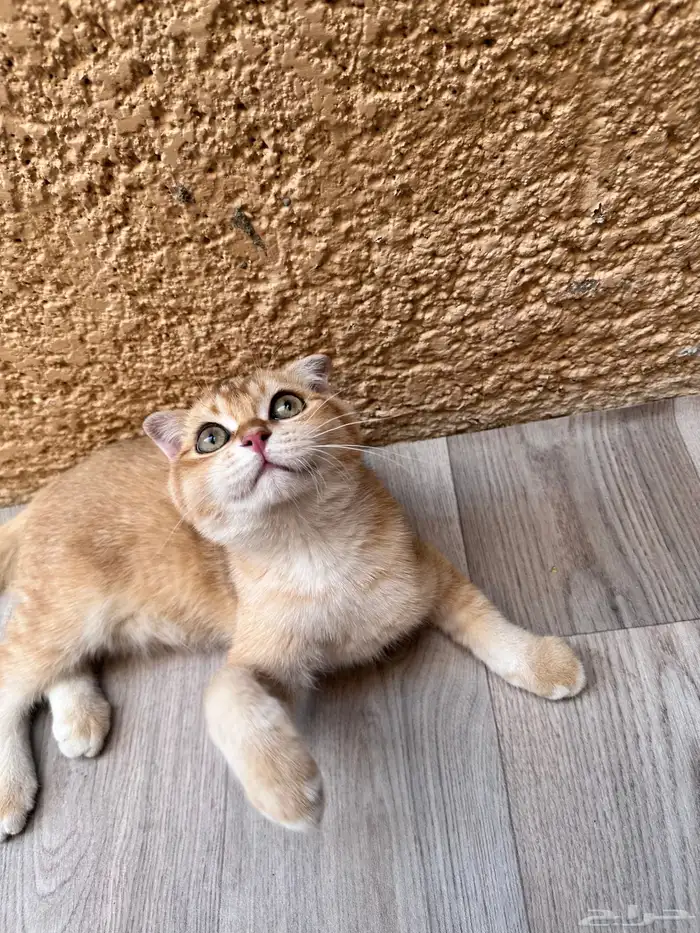 سكوتش فولد للبيع 5