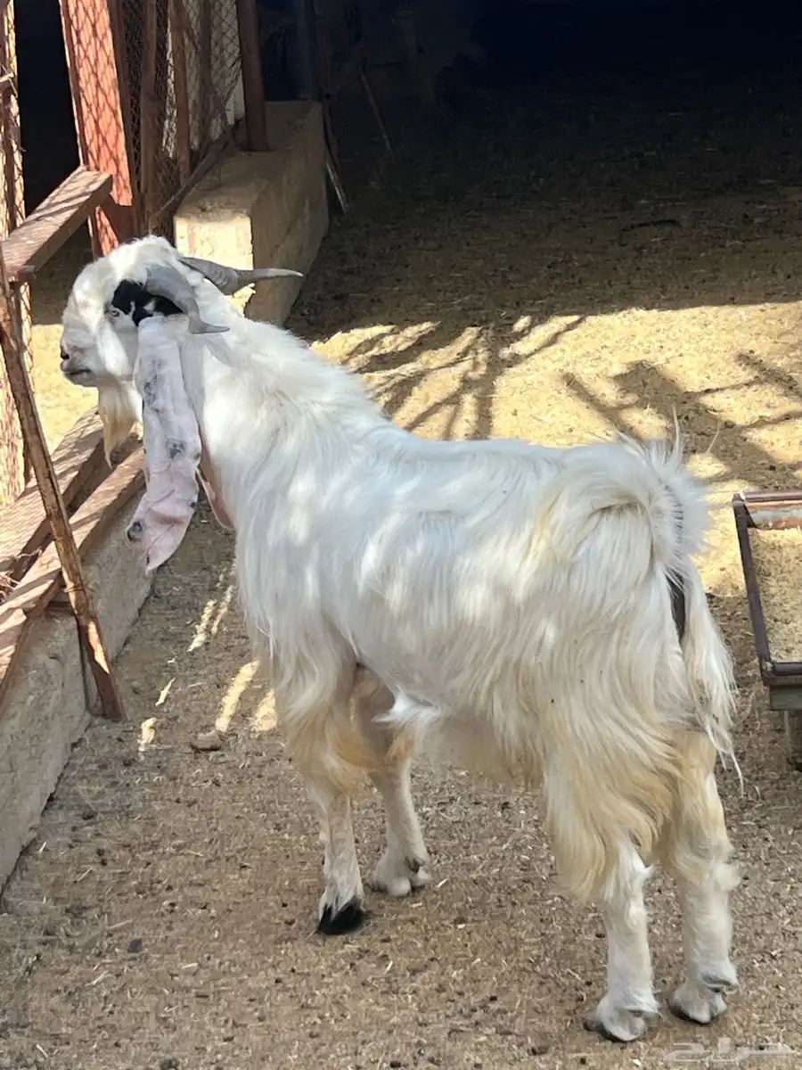 بريدة 2