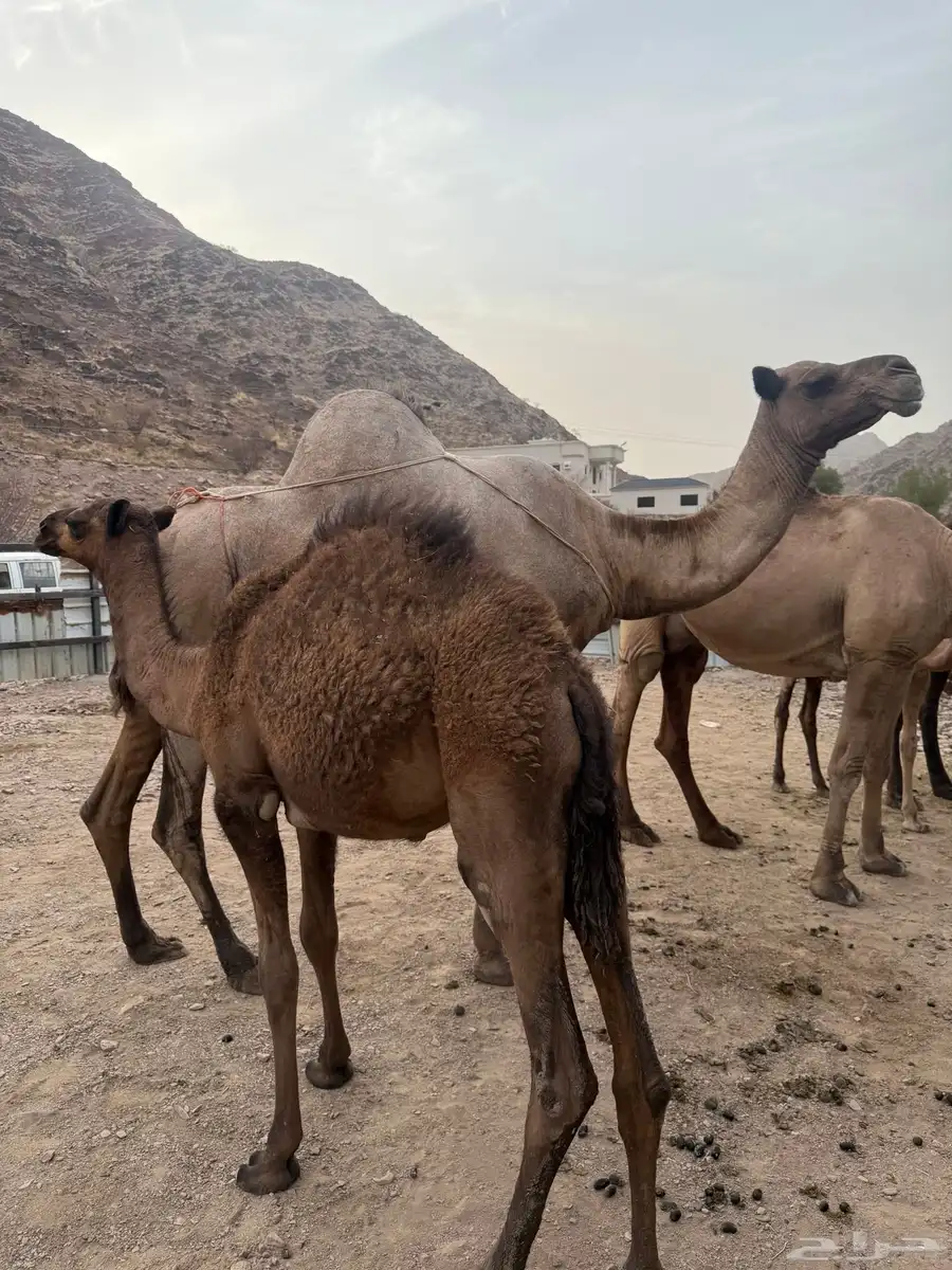 مواسي 6