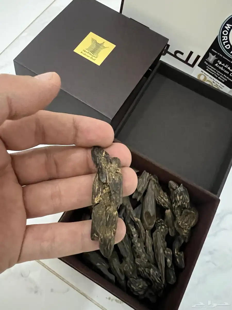 عود كلمنتان سوبر العربية للعود 2