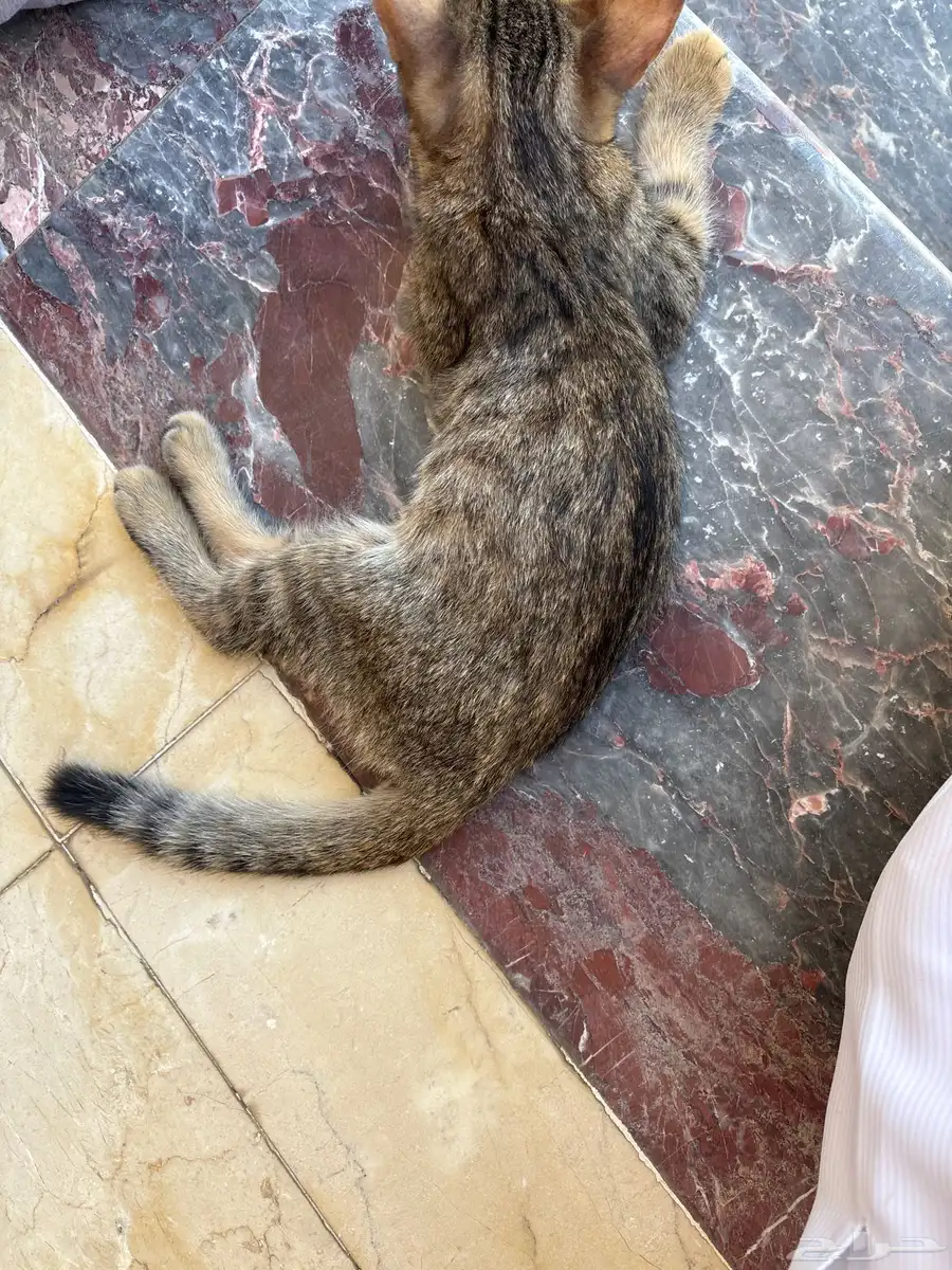 قطة للتبني 0