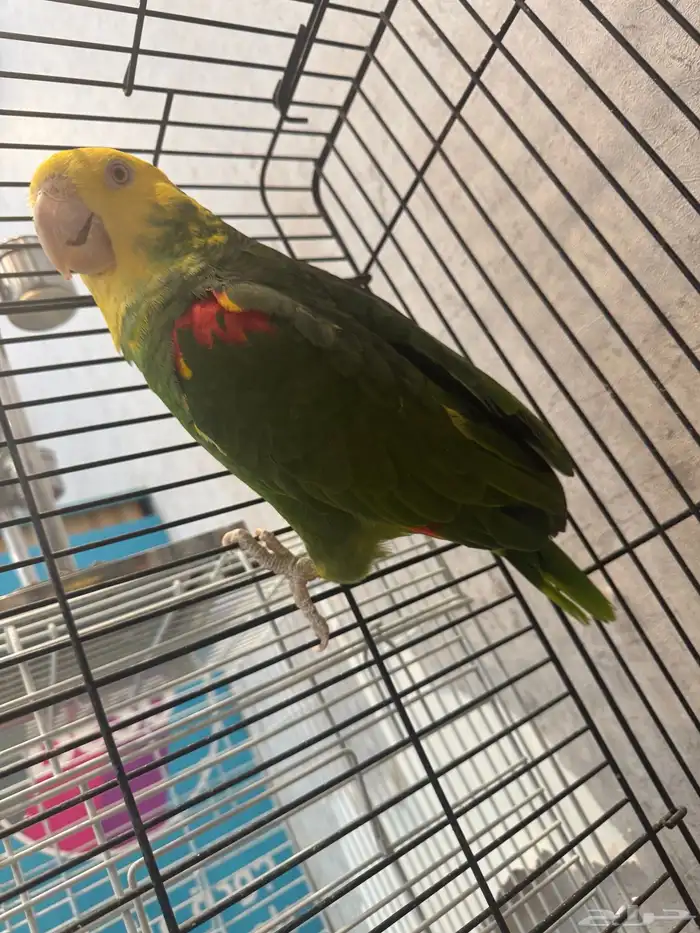 ذكر دبل يلو هيد منتج 1