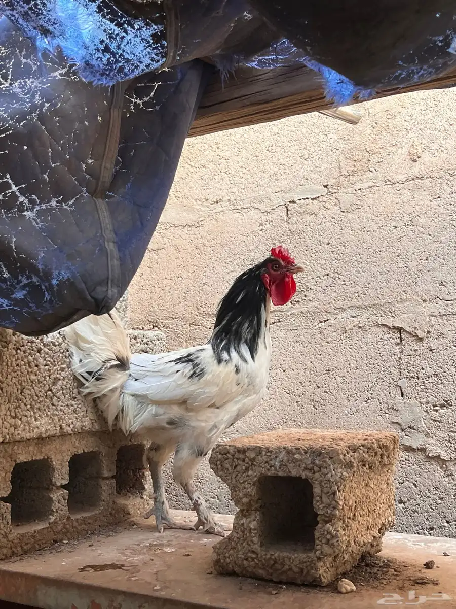 ديك ابو تاج مميز 4