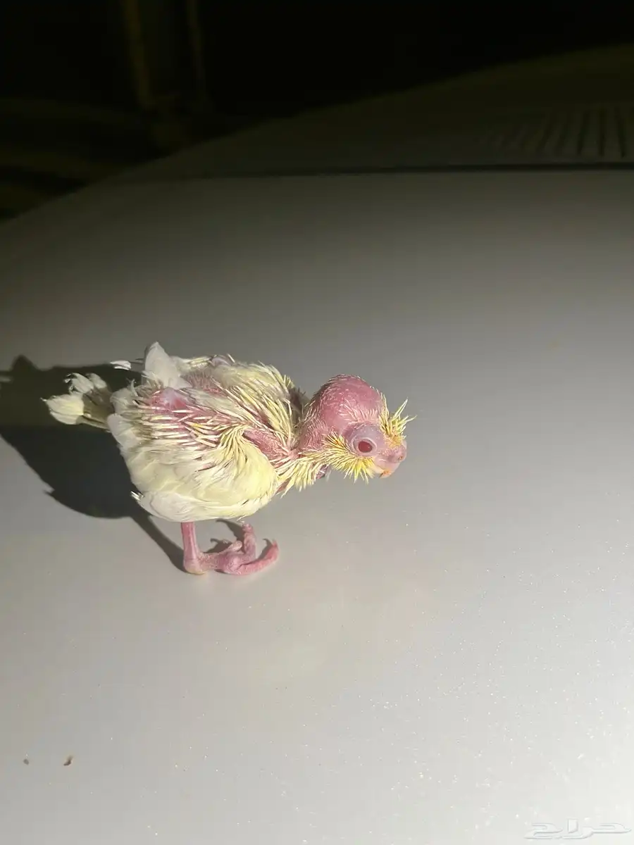 طير على سوم 0