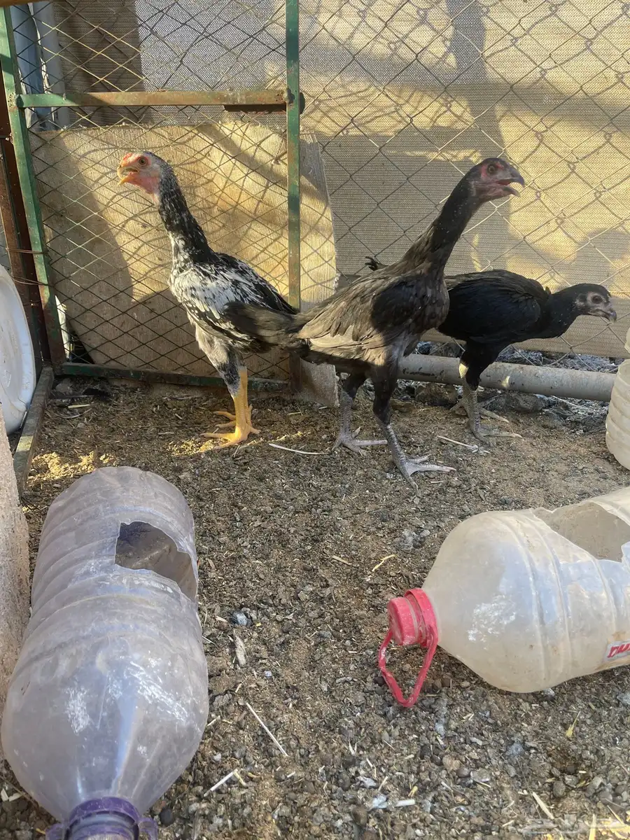 للبيع دجاج باكستاني 3