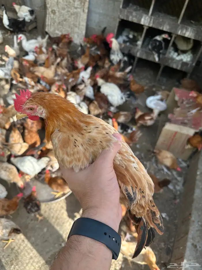 للبيع اديكه 1