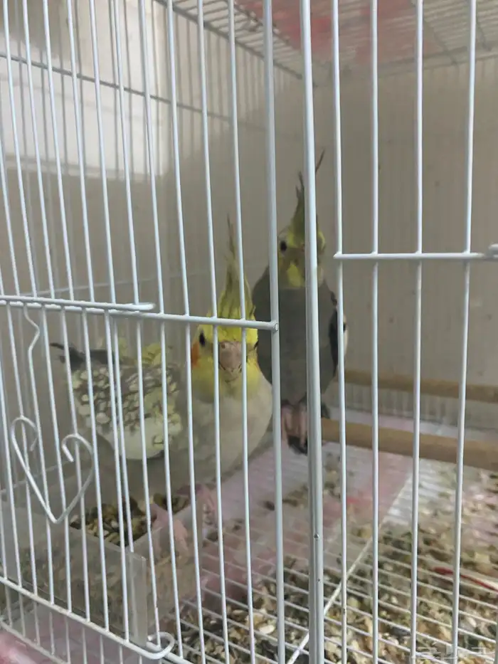 زوج كروان للبيع بدون ملحقات 3