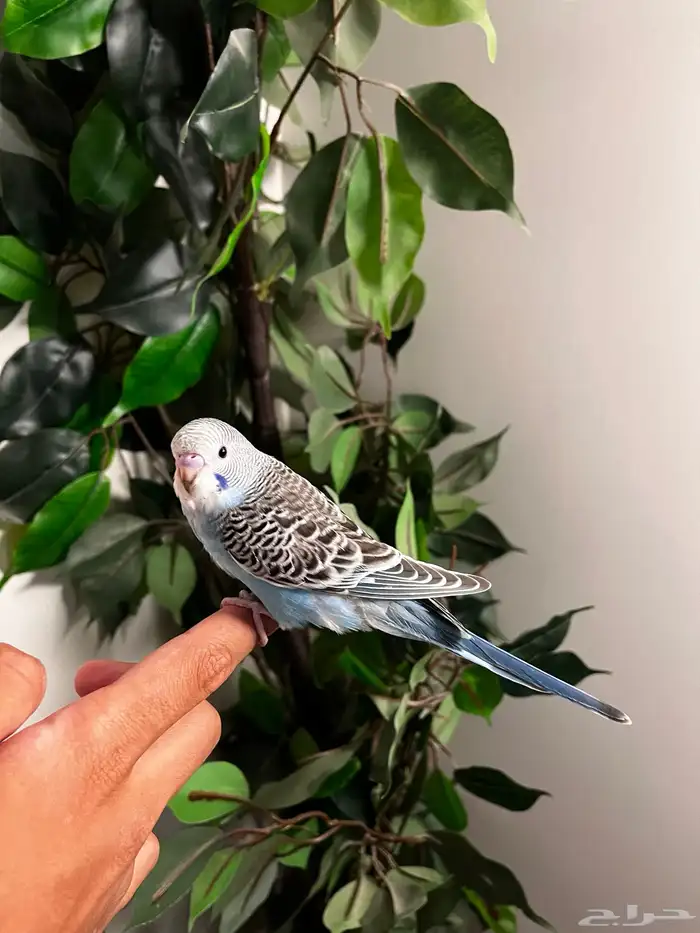 ببغاء بادجي اليف 0