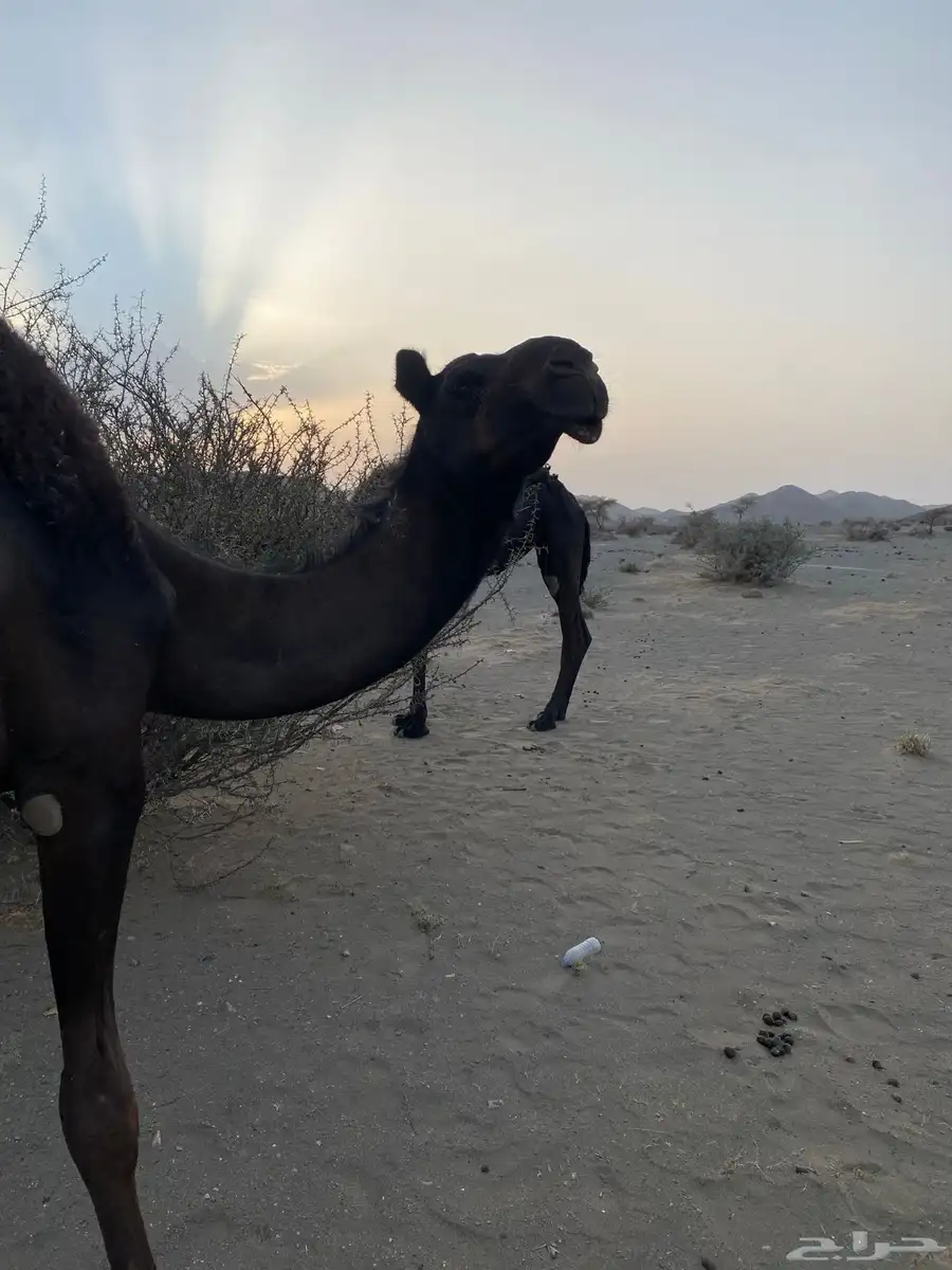 بكره 0