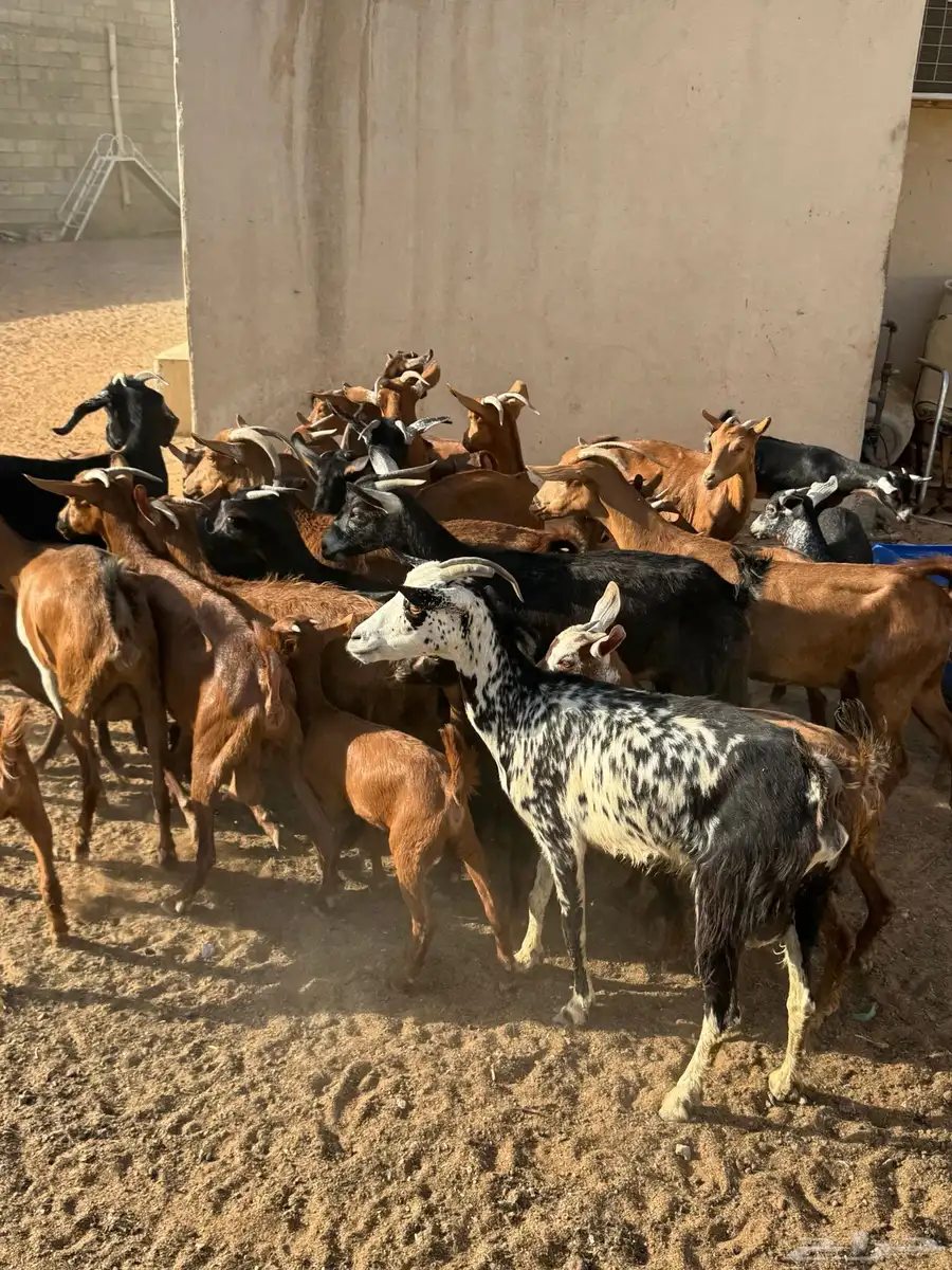 معزا جنوبيه 6