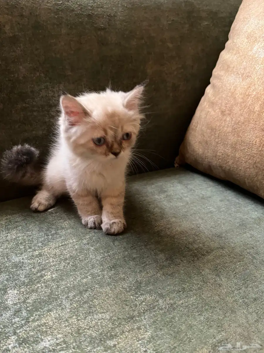 شيرازي همالايا 2