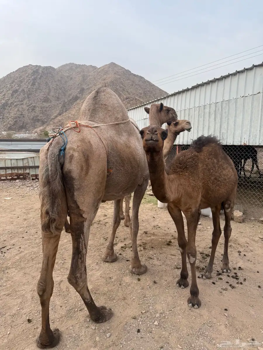 مواسي 1