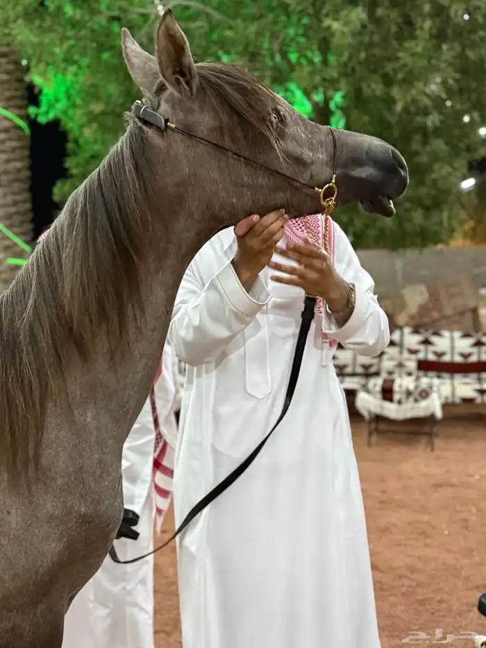 مهر واهو والبيع شعبي 3