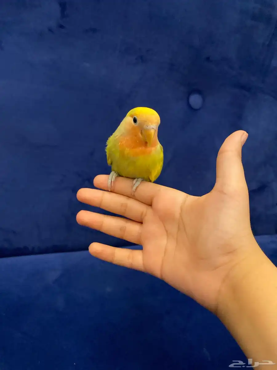 عصفور روز أليف 0