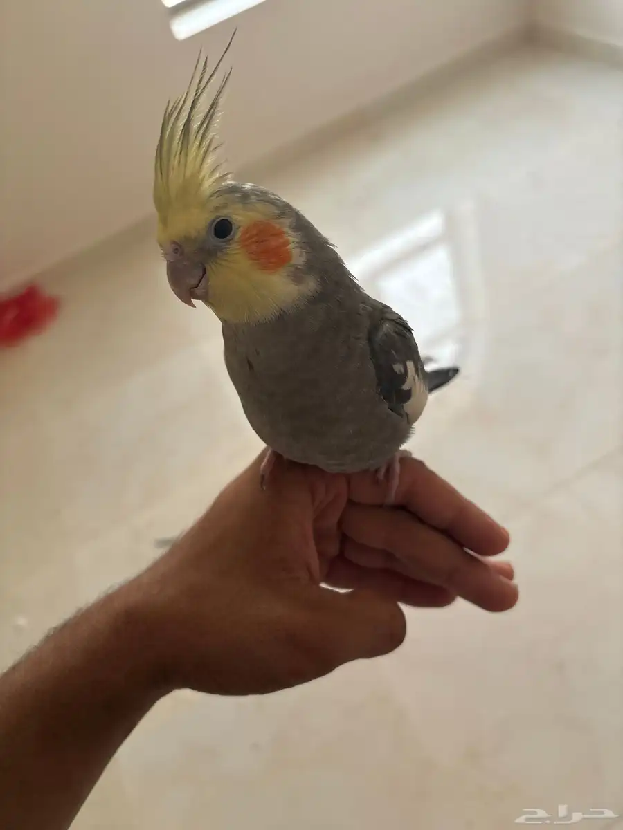 كراون 1