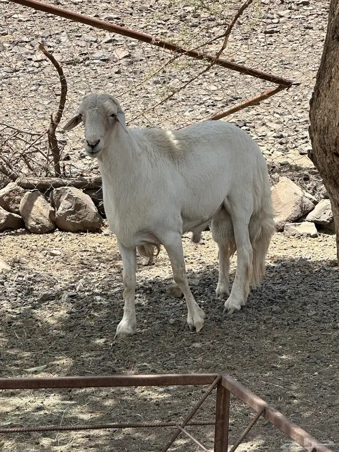 خروف فحل 4