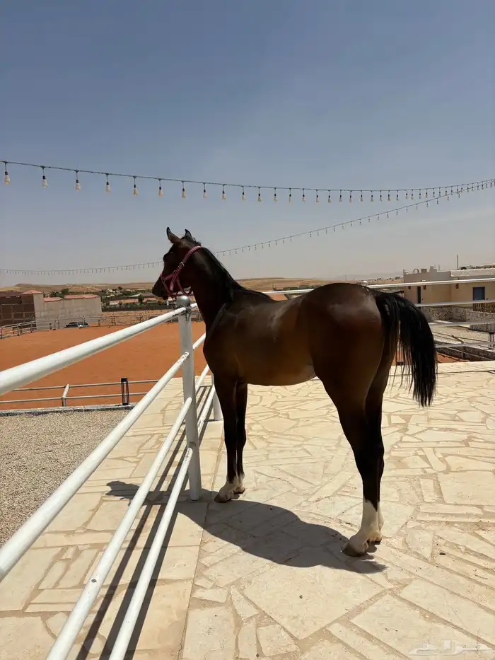 مهر عربي رفيع ورق 1