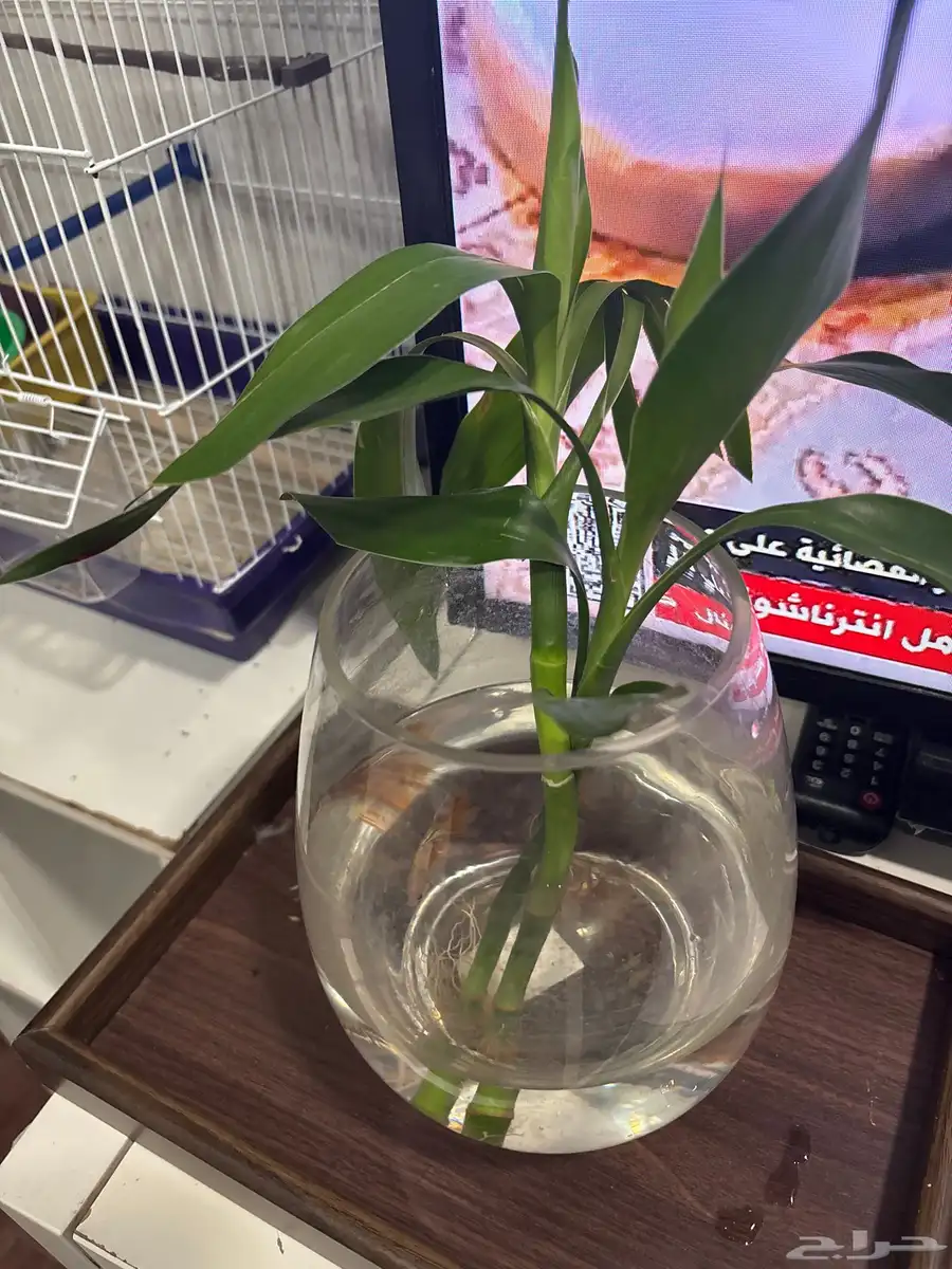 سمكة الفايتر 1