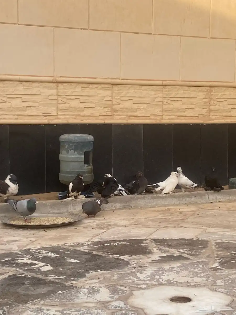 حمام 0