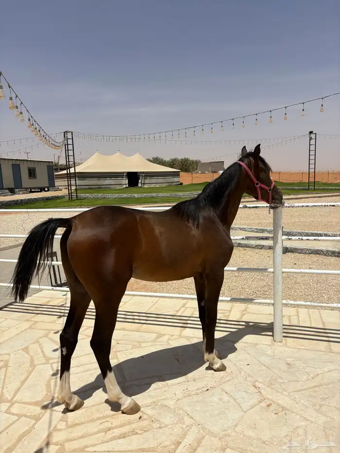 مهر عربي رفيع ورق 2