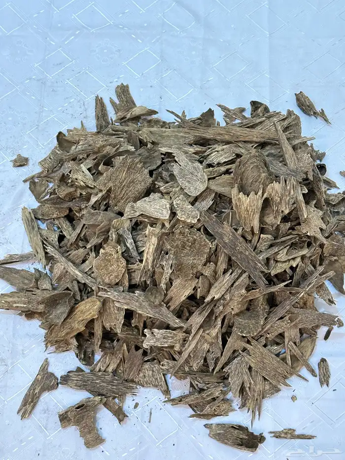صيده عود اتشيه سومطري 0