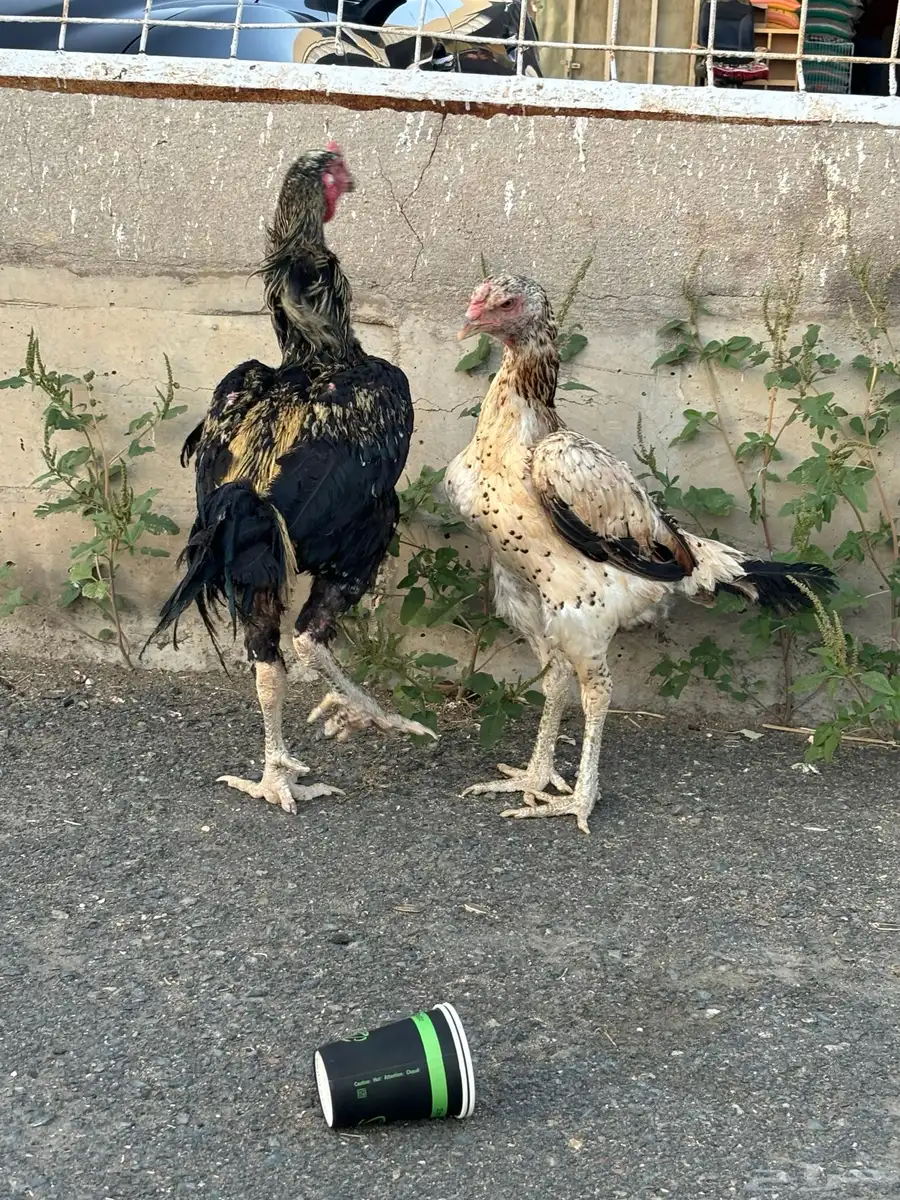 دجاج باكستاني للبيع 4