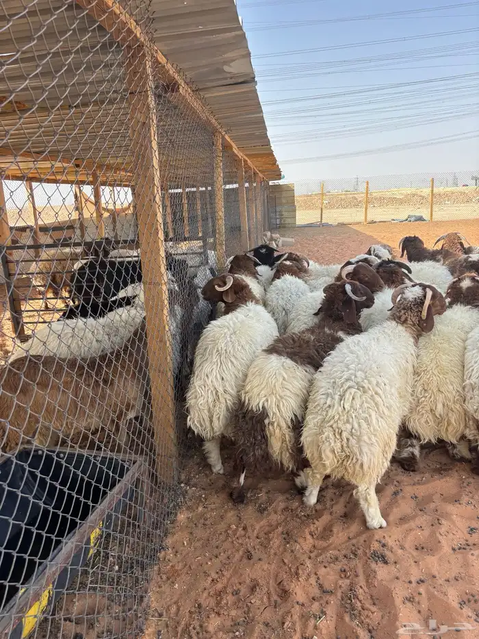 ذبائح مناسبات زواجات نعيمي جبر كناور فل شحم 1