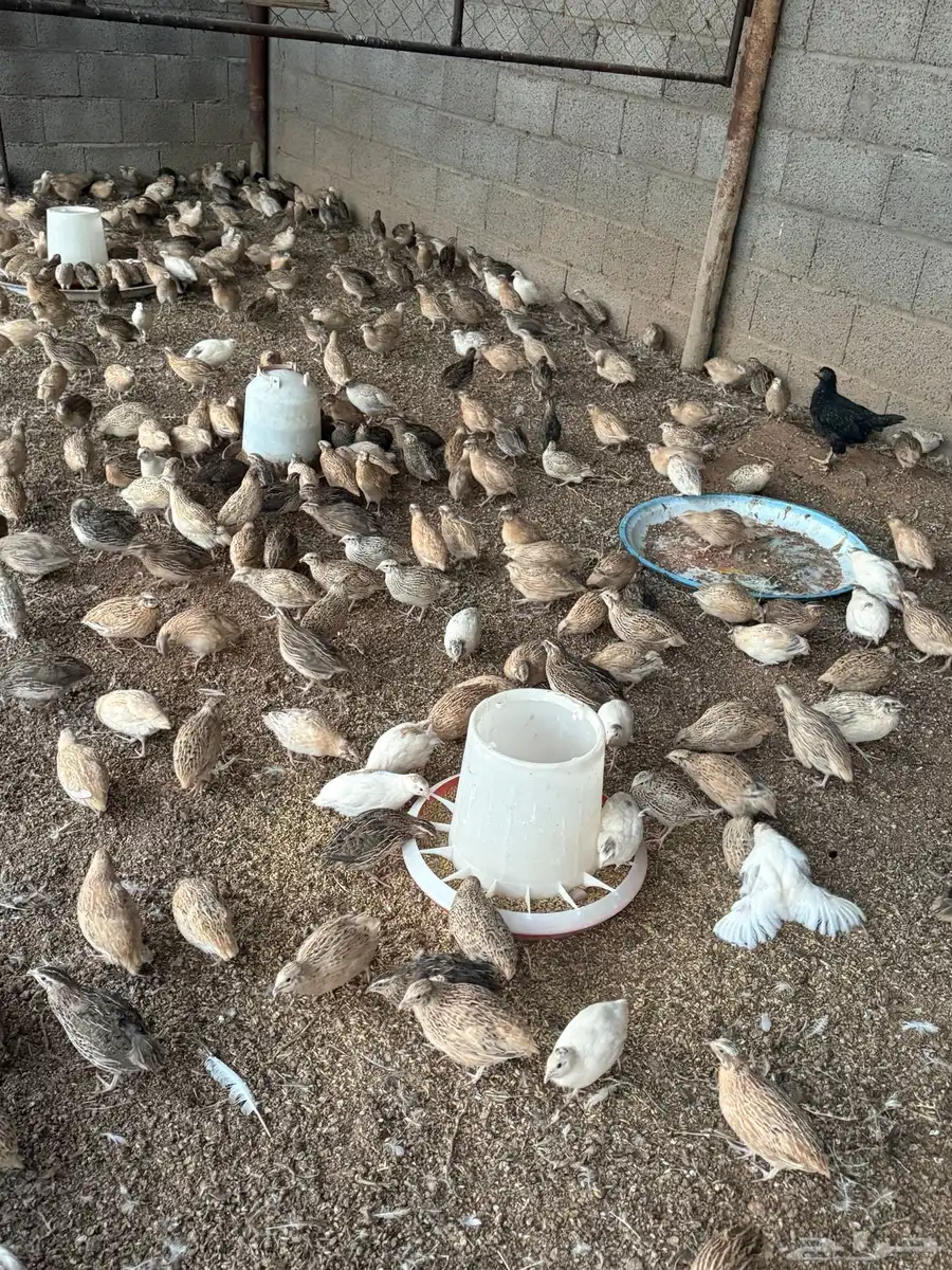 سمان فري 0