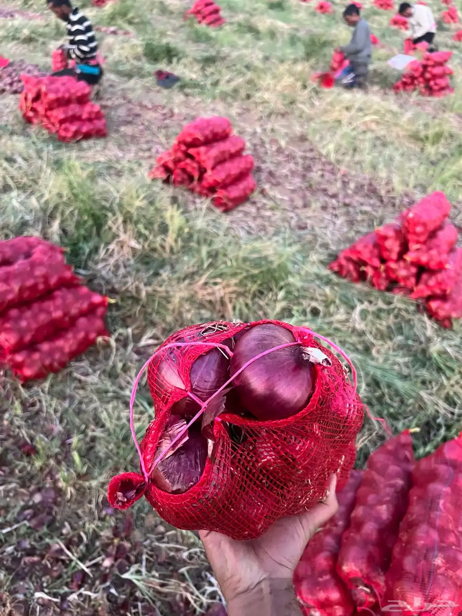 بصل جملة 2