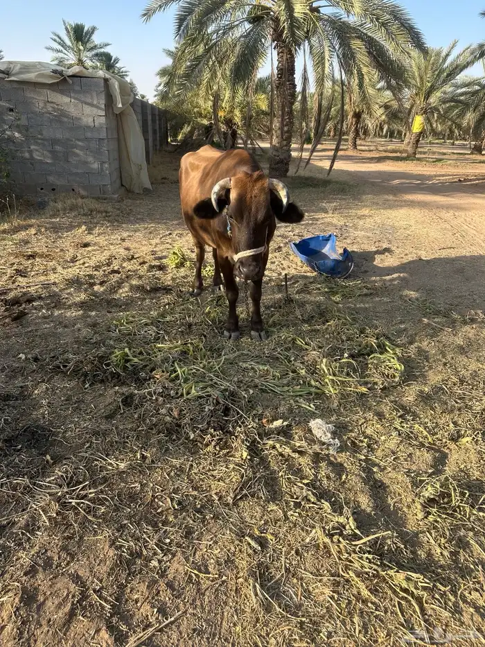 بقرة بلدي 2