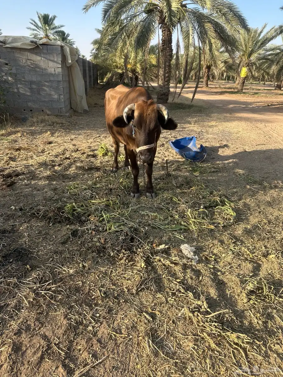 بقرة بلدي 2