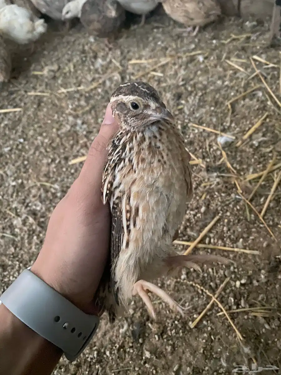 سمان فري للاكل 2