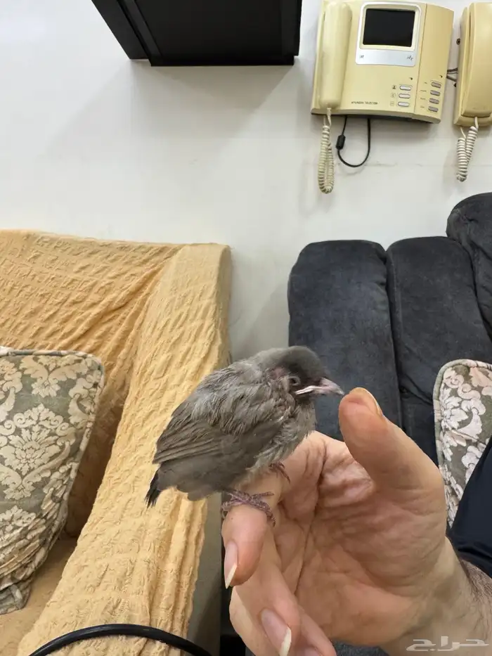 بلبل حساوي اليف هدد للبيع 0