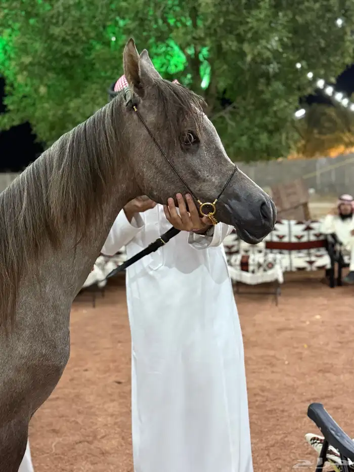 مهر واهو والبيع شعبي 5