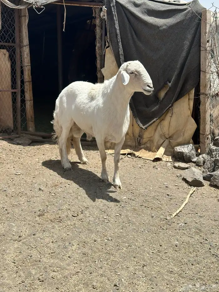 خروف فحل 1