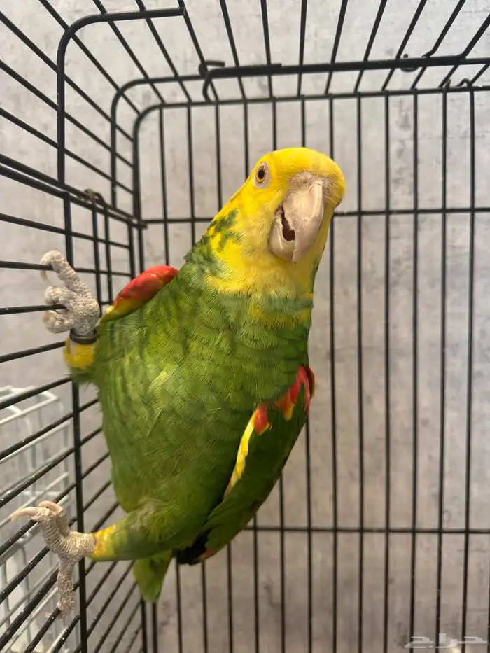 ذكر دبل يلو هيد منتج 0