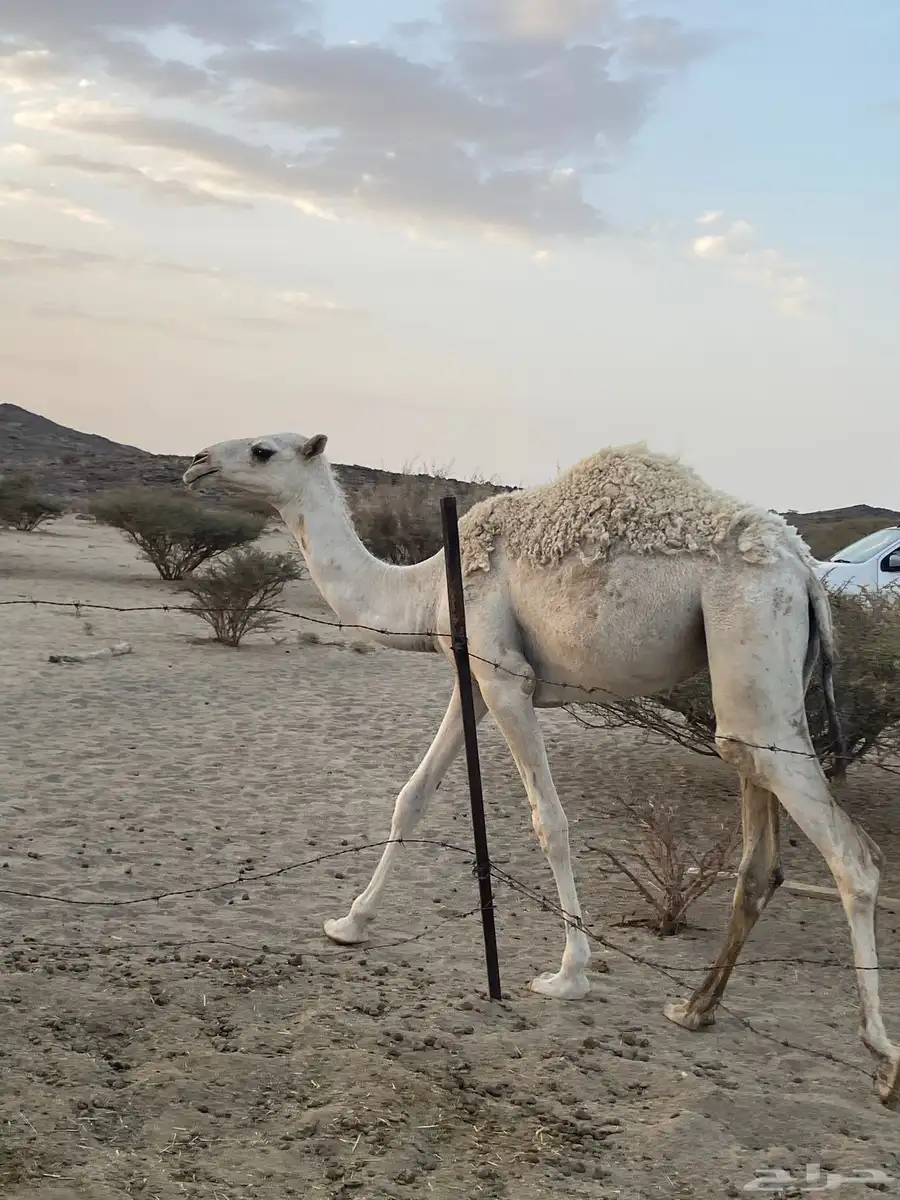 ناقه لقحه وبكره 3