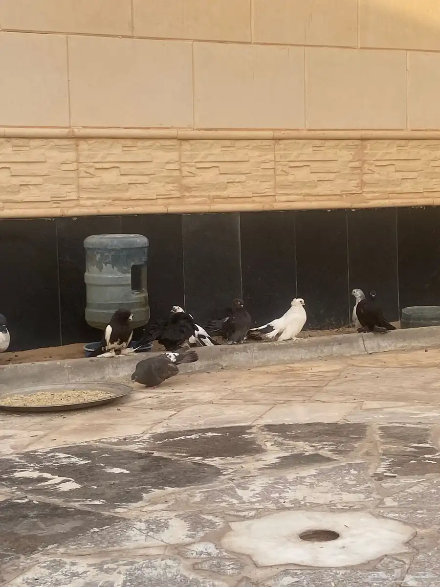 حمام 3