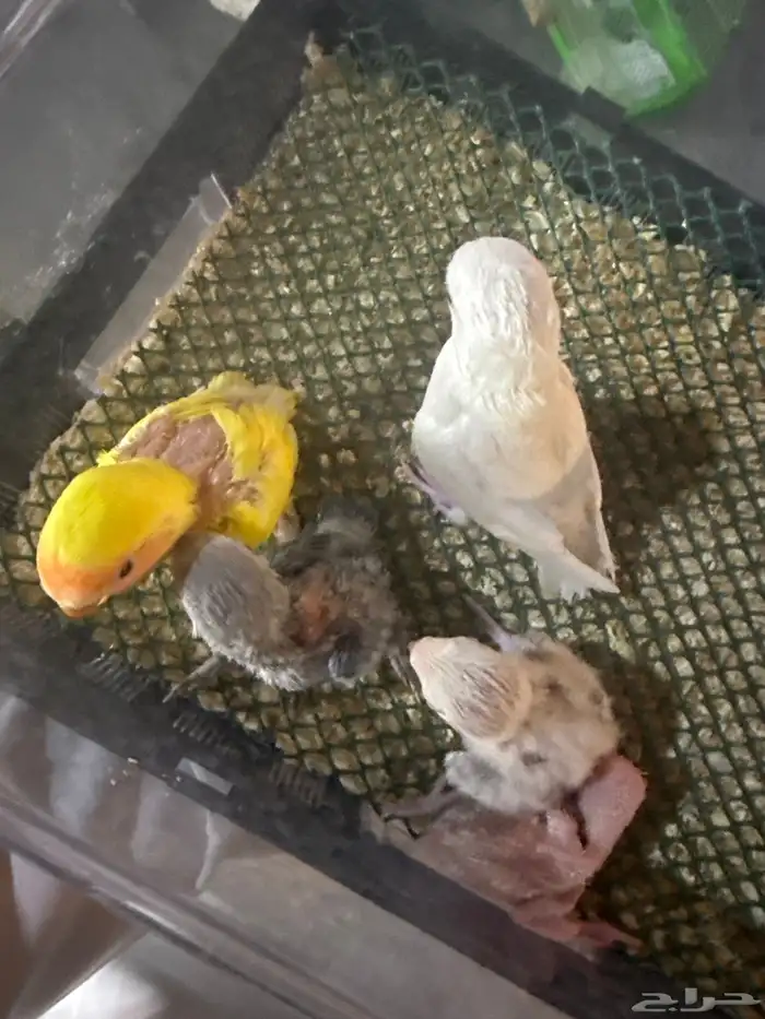 فروخ روز غر 0