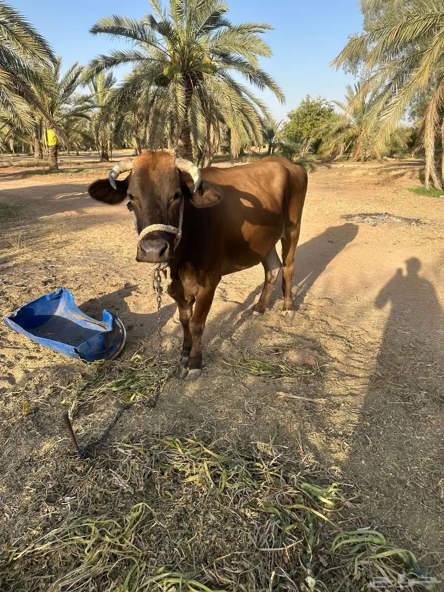 بقرة بلدي 3