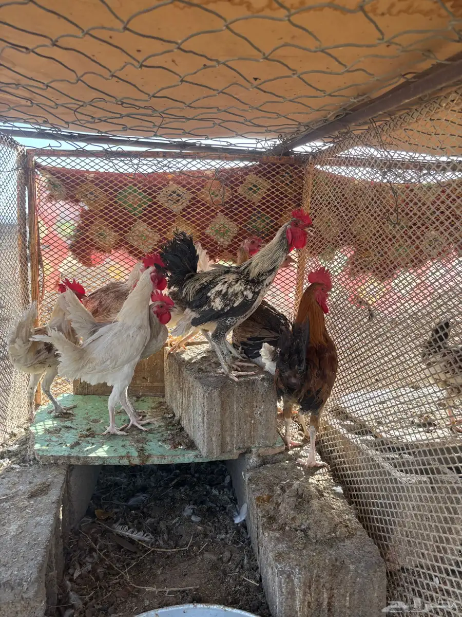 دجاج فيومي وبلدي 3