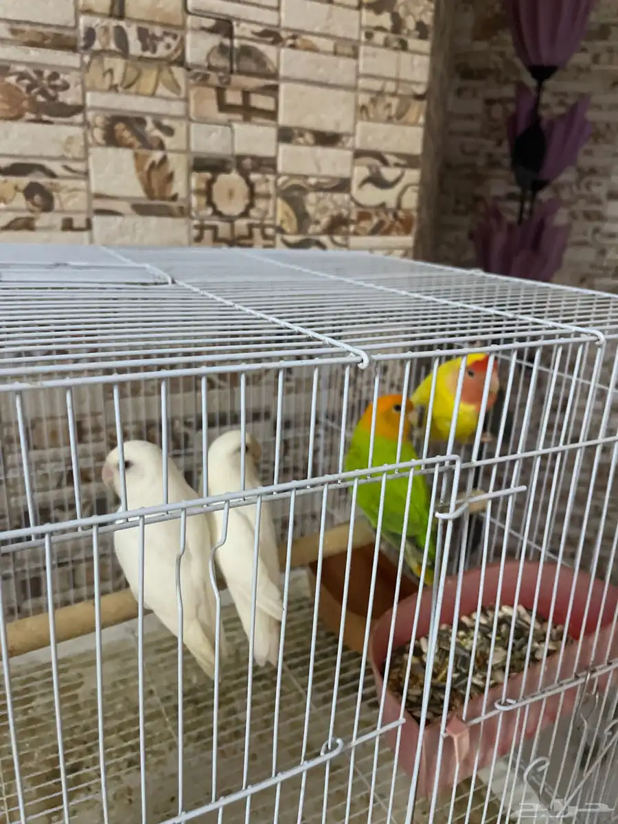 طيور 3