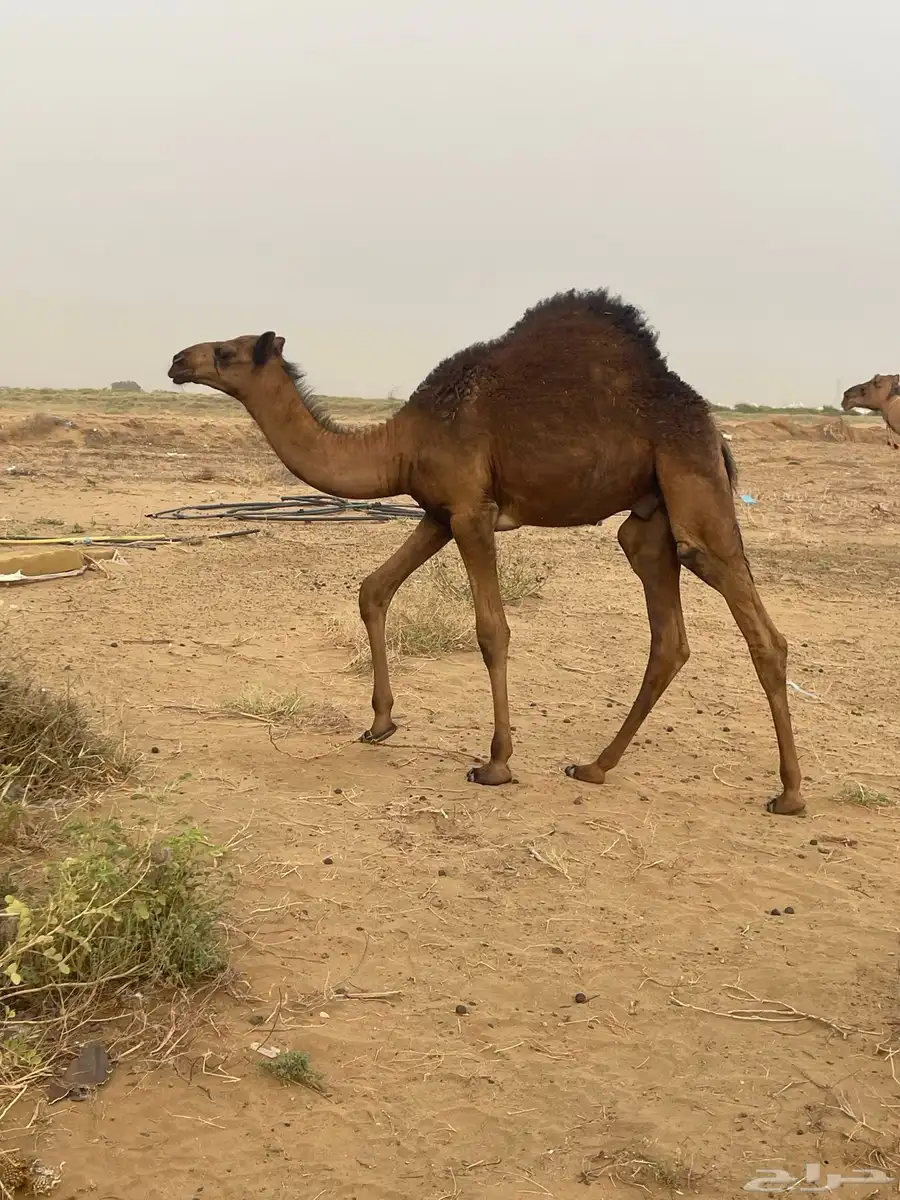 قعود 4