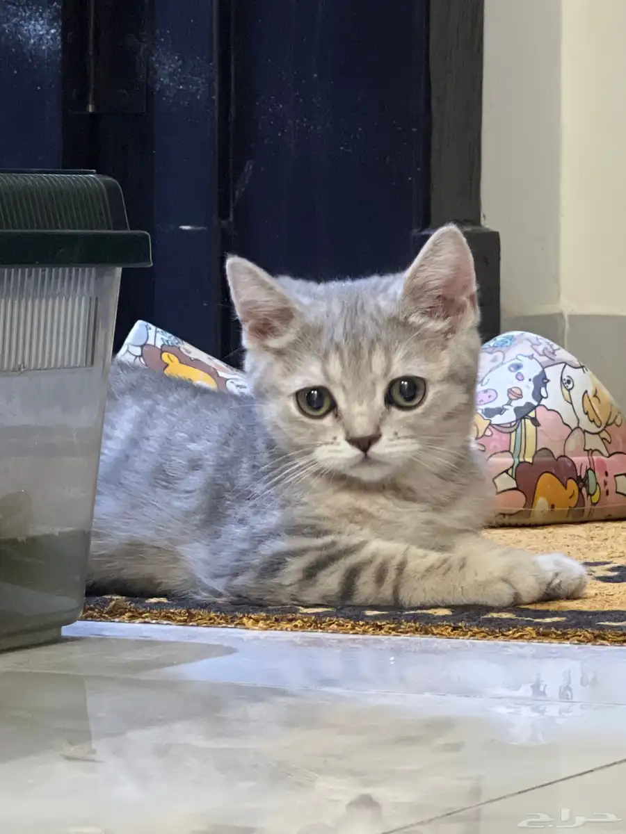 كيتن سكوتش ستريت 5
