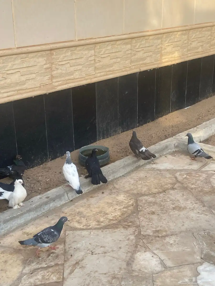 حمام 2