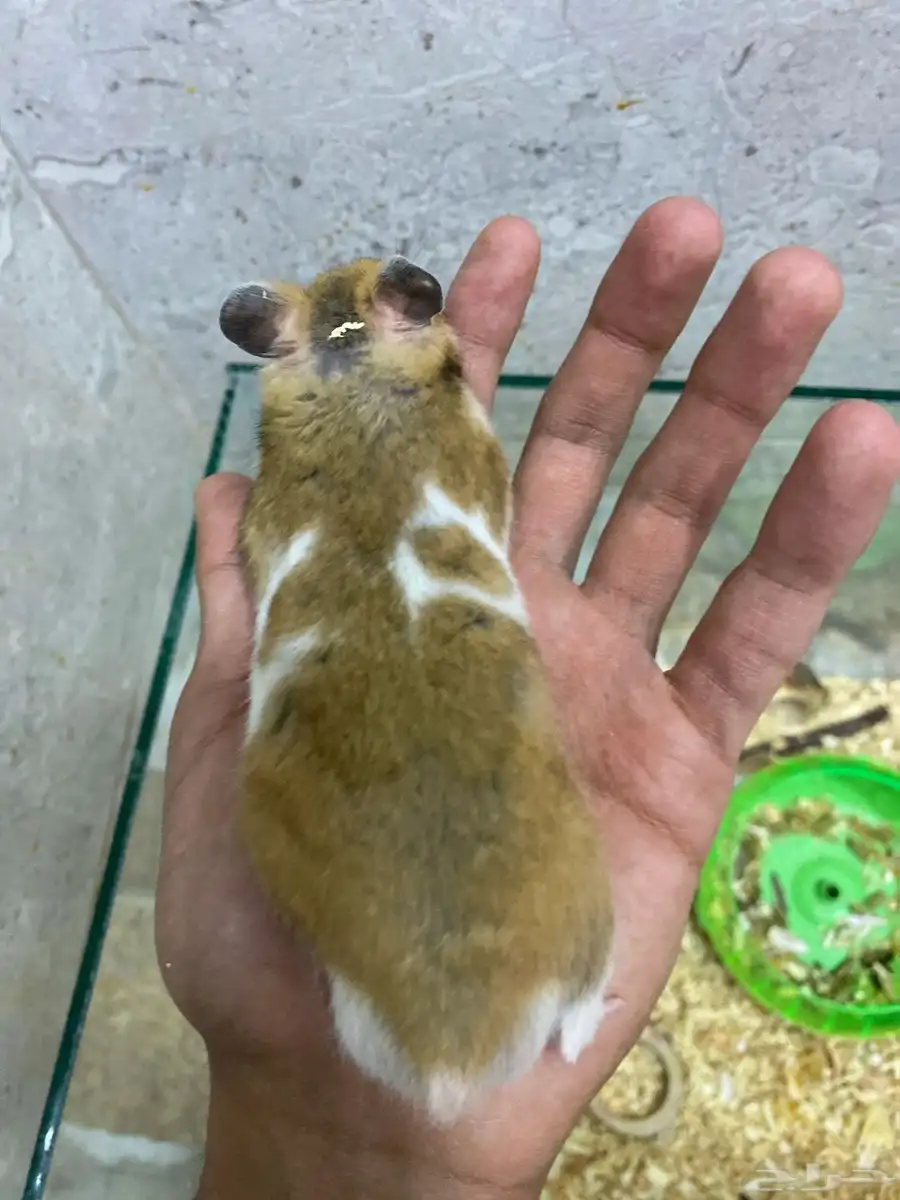 اغراض هامستر للبيع 1