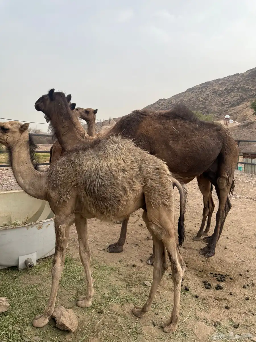 مواسي 4