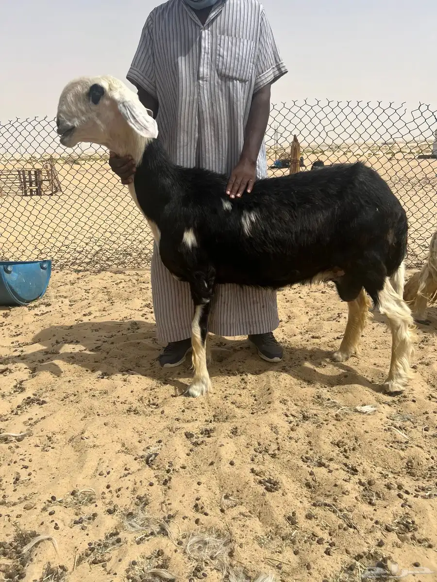 شياه نجد جروم وصنف 1