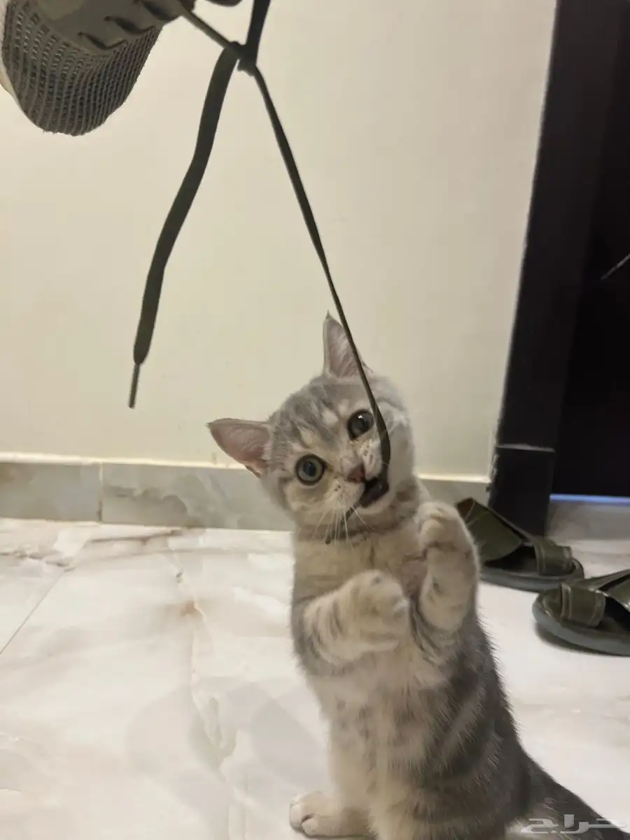كيتن سكوتش ستريت 6
