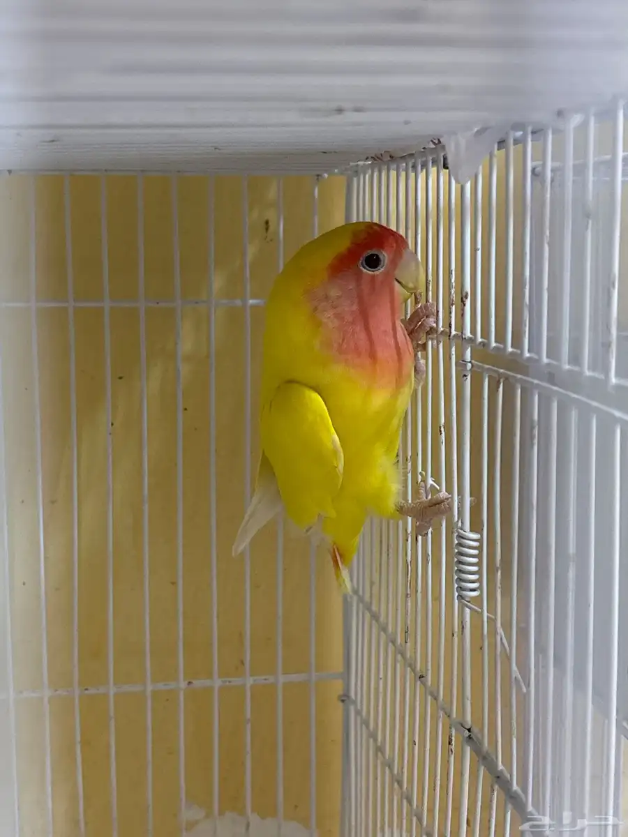 عصفور روز 2